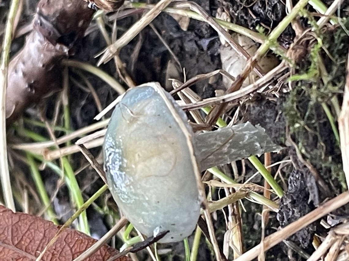 Stropharia sp.