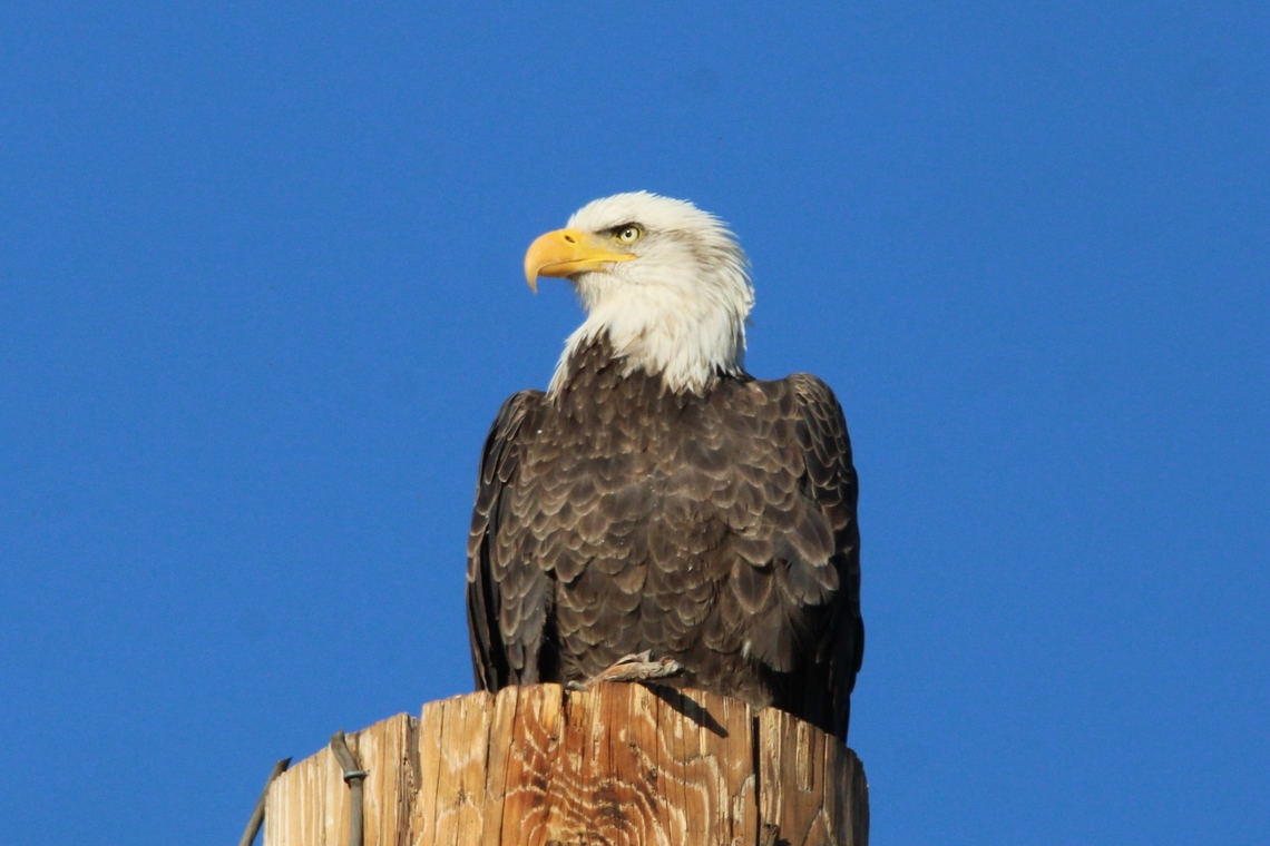 Bald Eagle in Mesa, Arizona at Greenfield Park Young American Bald Eagle  AmericanBaldEagle,Bald eagle,Eagle,Fall,Geotagged,Haliaeetus leucocephalus,United States