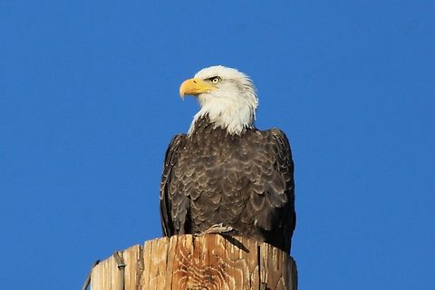 Bald Eagle in Mesa, Arizona at Greenfield Park Young American Bald Eagle  AmericanBaldEagle,Bald eagle,Eagle,Fall,Geotagged,Haliaeetus leucocephalus,United States