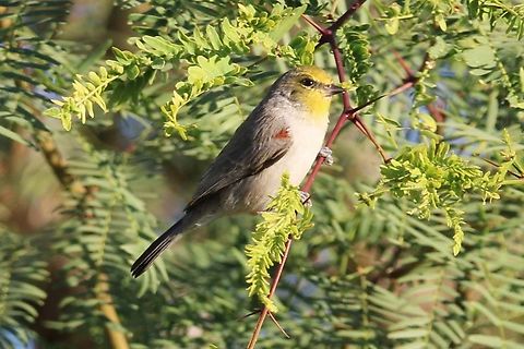Verdin Sometimes it's difficult to capture an active but always delightful Verdin. Auriparus flaviceps,Fall,Geotagged,United States,Verdin
