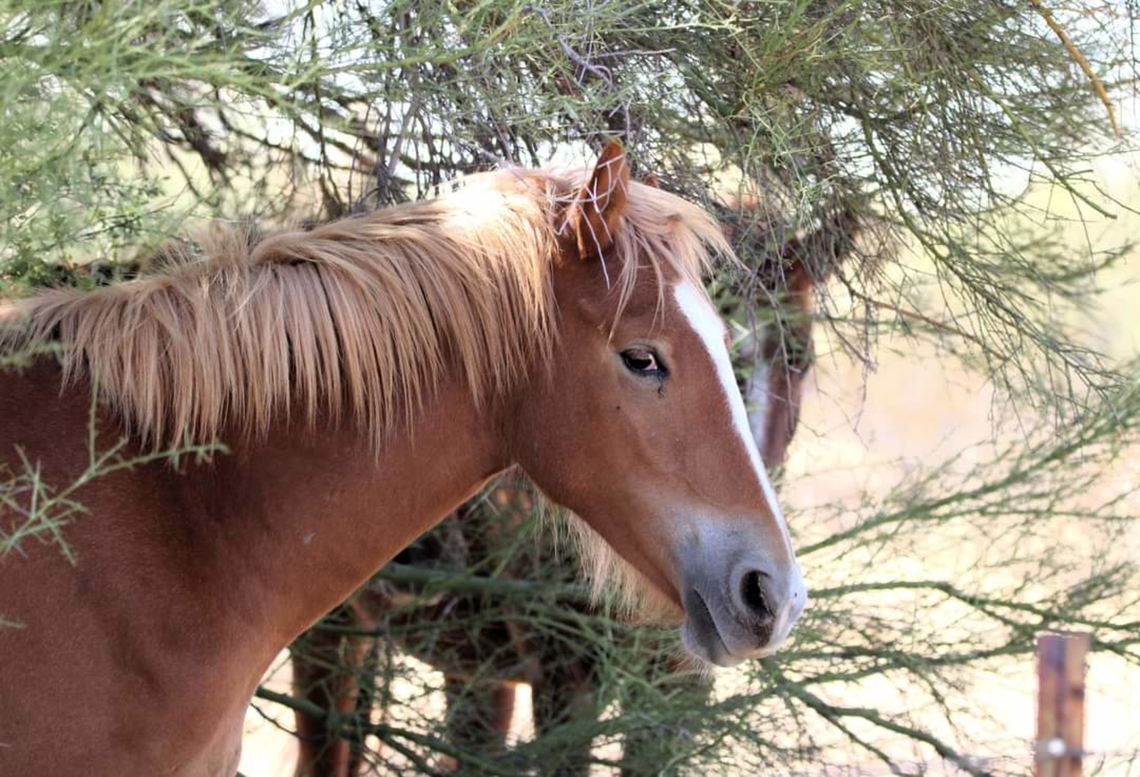 Salt River Wild horse This horse was near the Salt River munching on grass and twigs. Geotagged,United States,Wild horse