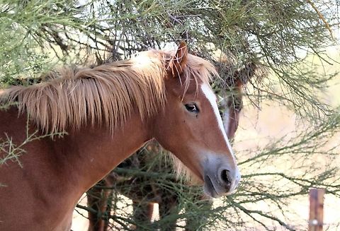Salt River Wild horse This horse was near the Salt River munching on grass and twigs. Geotagged,United States,Wild horse