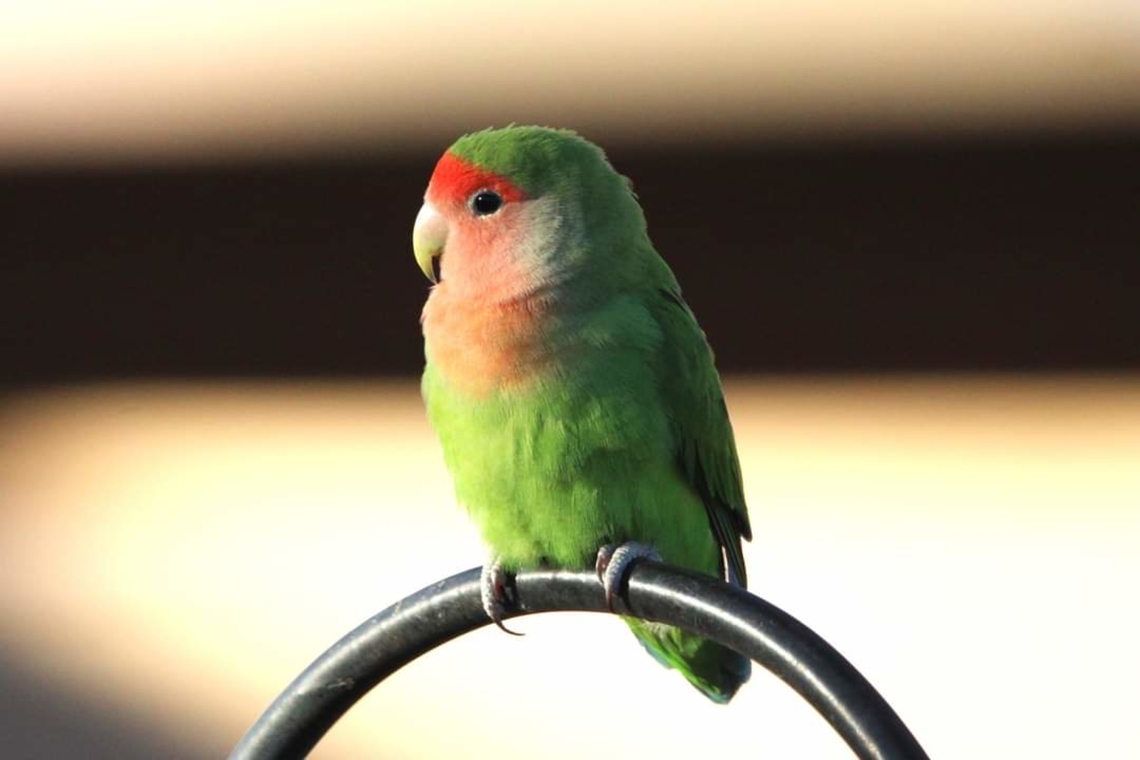 Peach-Faced Lovebird Very social bird, always fun to see<br />
 Agapornis roseicollis,Geotagged,Rosy-faced lovebird,United States