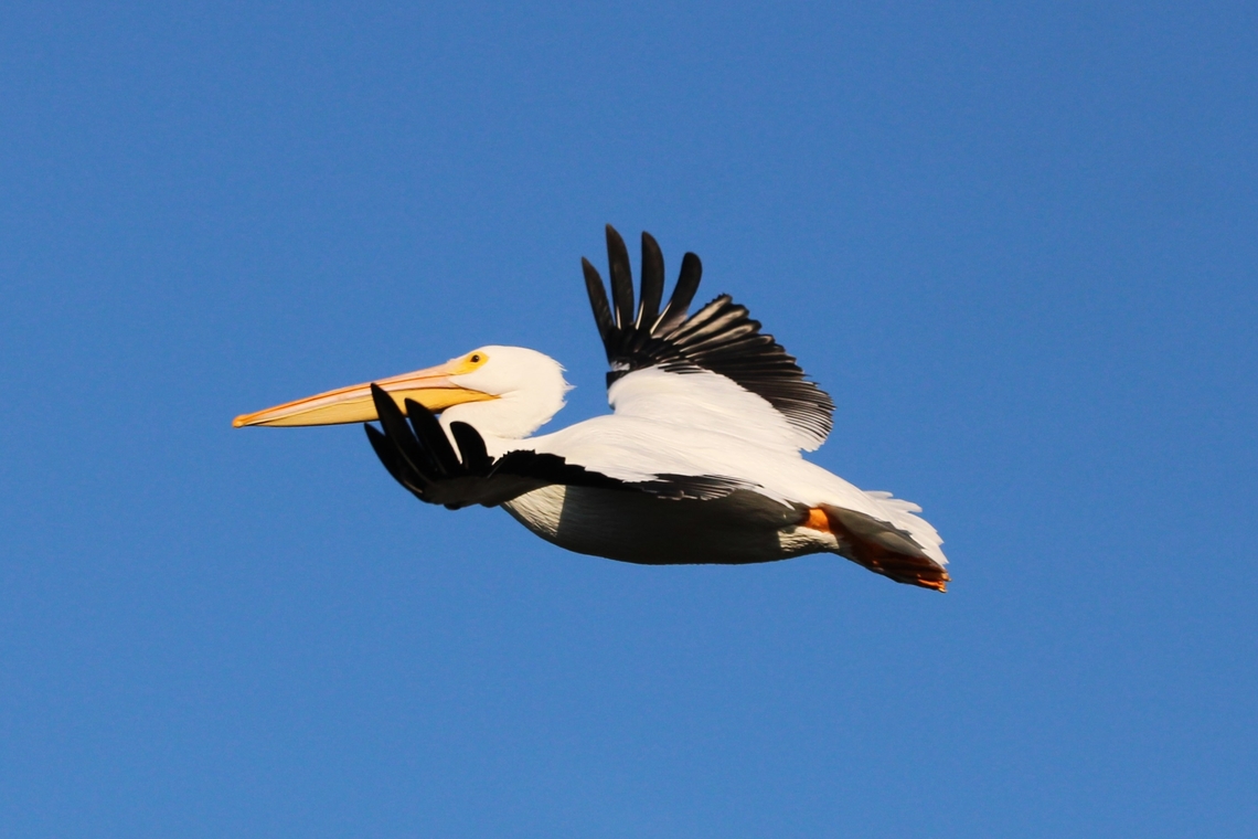 Pelican Pelicans have a long beak and a large throat pouch used for catching prey and draining water from the scooped-up contents before swallowing. American White Pelican,Fall,Geotagged,Pelecanus erythrorhynchos,United States