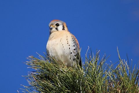 American Kestral The American Kestrel (Falco sparverius), also called the sparrow hawk, is the smallest and most common falcon in North America.  American Kestrel,Falco sparverius,Geotagged,United States,Winter