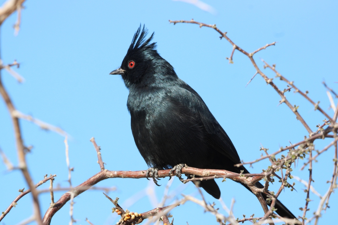 Phainopepla Phainopepla spotted by the Salt River, Tonto National Forest. Phainopeplas have digestive tracts specialized for eating mistletoe fruit. These berries are low in nutrients, so the birds have to consume lots of them. The berries spend only about 12 minutes in a Phainopepla’s intestine, and the birds may eat 1,100 berries in a day. Geotagged,Phainopepla,Phainopepla nitens,United States,Winter