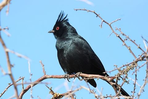 Phainopepla Phainopepla spotted by the Salt River, Tonto National Forest. Phainopeplas have digestive tracts specialized for eating mistletoe fruit. These berries are low in nutrients, so the birds have to consume lots of them. The berries spend only about 12 minutes in a Phainopepla’s intestine, and the birds may eat 1,100 berries in a day. Geotagged,Phainopepla,Phainopepla nitens,United States,Winter