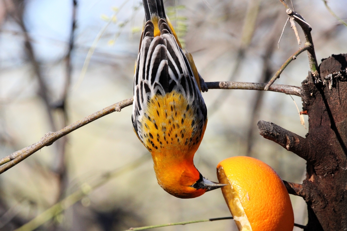 Streak-backed Oriole These birds are native to Central America and Mexico and is an occasional visitor to the United States. Geotagged,Icterus pustulatus,Streak-backed oriole,United States,Winter