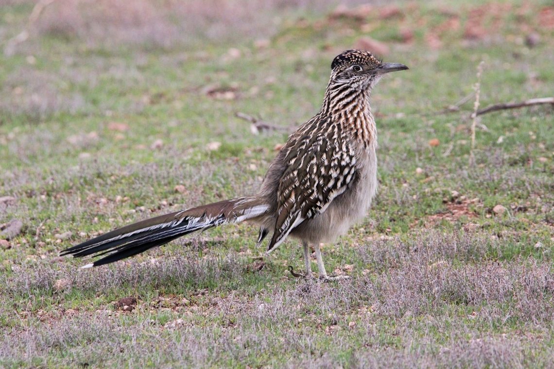 Roadrunner Roadrunners prefer to run rather than fly and can reach speeds up to 20 mph. Geococcyx californianus,Geotagged,Greater Roadrunner,United States,Winter