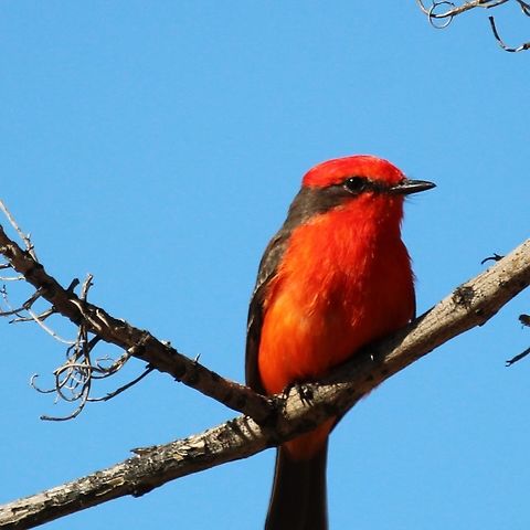 Vermilion Flycatcher A vermilion flycatcher (Pyrocephalus obscurus) is a small passerine bird in the tyrant flycatcher family found throughout South America and southern North America. It is a striking exception among the generally drab Tyrannidae due to its vermilion-red coloration. The males have bright red crowns, chests, and underparts, with brownish wings and tails. Females lack the vivid red coloration and can be hard to identify&mdash;they may be confused for the Say's phoebe. Geotagged,Pyrocephalus obscurus,United States,Vermilion flycatcher