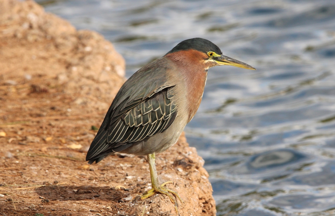 Green Heron These small herons crouch patiently to surprise fish with a snatch of their daggerlike bill. Butorides virescens,Geotagged,Green heron,United States,Winter