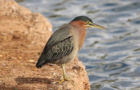 Green Heron These small herons crouch patiently to surprise fish with a snatch of their daggerlike bill. Butorides virescens,Geotagged,Green heron,United States,Winter