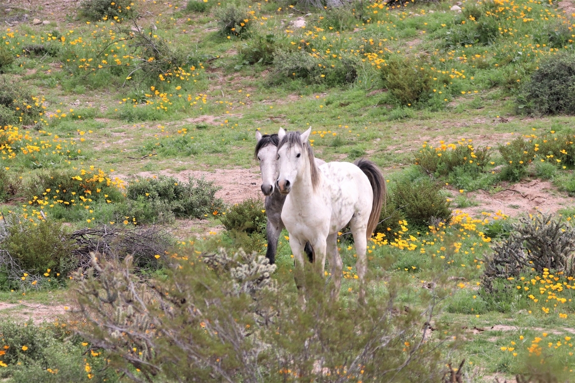 Horses on Valentine's Day  Equus ferus,Geotagged,United States,Wild horse