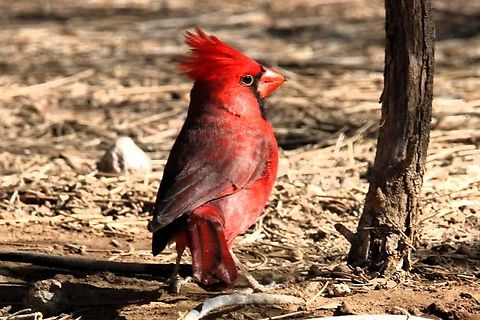 Northern Cardinal Listen for their piercing chirps to find where they are hiding. Cardinalis cardinalis,Geotagged,Northern Cardinal,United States