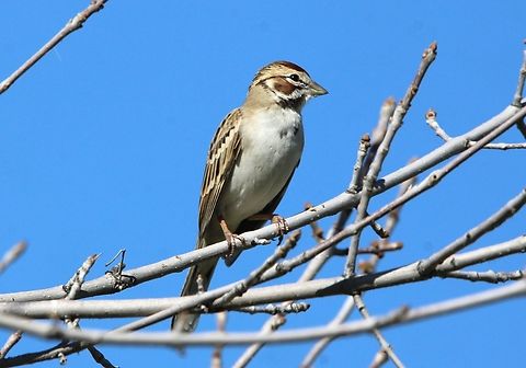 Lark Sparrow Beautiful details on his face. Chondestes grammacus,Geotagged,United States,Winter,lark sparrow