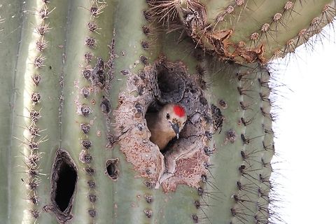 Gila Woodpecker This Gila Woodpecker peeks out of a hole in a saguaro cactus. Geotagged,Melanerpes uropygialis,United States,Winter,gila woodpecker