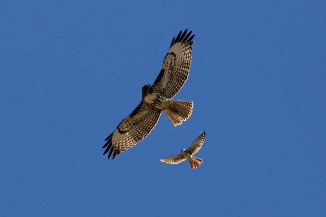 Red-tailed Hawk with Kestrel The smaller Kestrel bird was shooing away the Red-tailed Hawk from his nest. Buteo jamaicensis harlani,Geotagged,Harlan's Red-tailed Hawk,United States