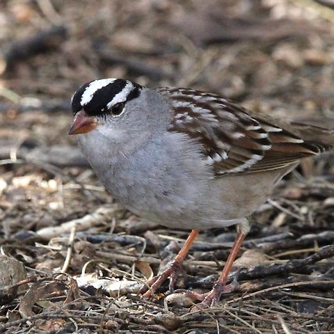 White-crowned Sparrow The White-crowned Sparrow has a plain, pale-gray body, but look at the bold black-and-white stripes on his head! Geotagged,United States,White-crowned sparrow,Zonotrichia leucophrys