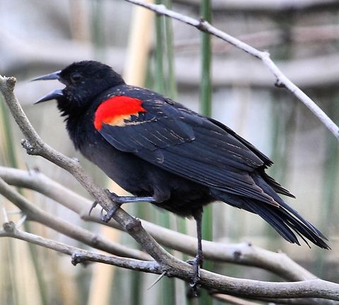 Red-winged blackbird This bird proudly sports a bit of red on his wings! Agelaius phoeniceus,Geotagged,Red-winged blackbird,United States
