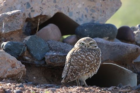 Burrowing Owl Small but beautiful! Athene cunicularia,Burrowing owl,Geotagged,United States,Winter