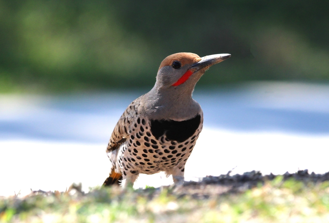 Gilded Flicker Woodpecker The red mustache identifies this woodpecker as a male. Gilded Flickers have yellow underneath, but look very similar to Northern Flickers who have red underneath their wings.<br />
 Colaptes chrysoides,Geotagged,Gilded flicker,Spring,United States