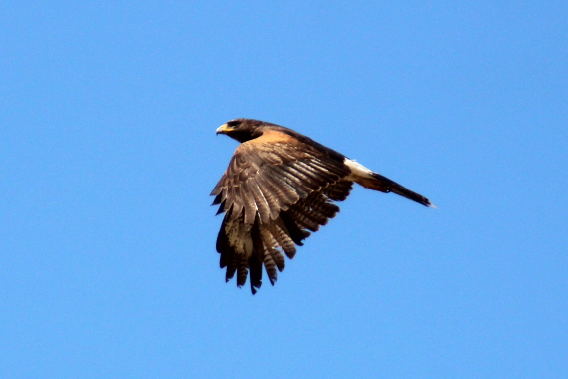 Harris's Hawk Harris's Hawks are large and lanky raptors with long legs and fairly long tails. They fly on broad, rounded wings. Females weigh nearly twice as much as males. Geotagged,Harris's hawk,Parabuteo unicinctus,United States,Winter