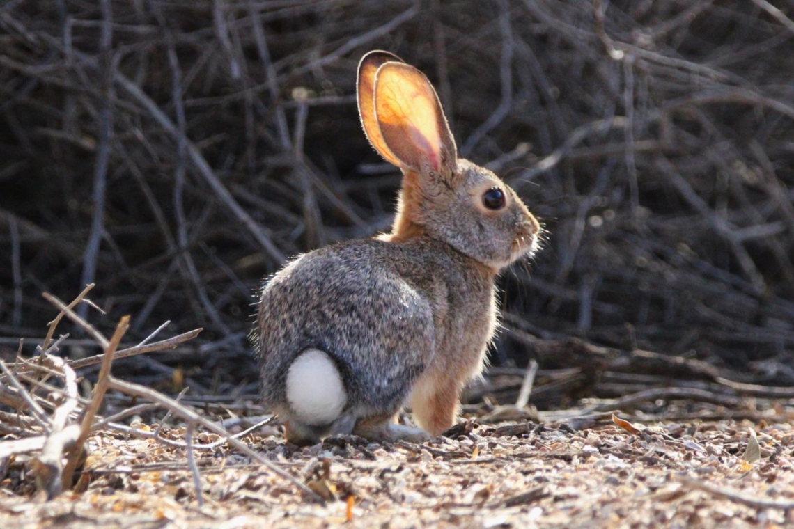 Cottontail Rabbit Rabbits are small and generally timid animals that will usually flee from potential threats rather than fight back. Rabbits do have sharp teeth and strong hind legs that they use for defense, but they are not typically aggressive towards humans. Desert cottontail,Geotagged,Sylvilagus audubonii,United States