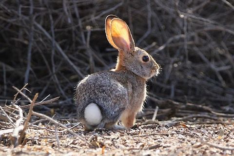Cottontail Rabbit Rabbits are small and generally timid animals that will usually flee from potential threats rather than fight back. Rabbits do have sharp teeth and strong hind legs that they use for defense, but they are not typically aggressive towards humans. Desert cottontail,Geotagged,Sylvilagus audubonii,United States