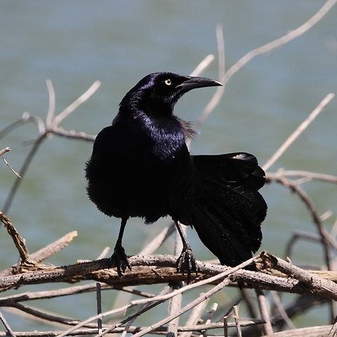 Common Grackle The avian genus Quiscalus contains seven of the 11 species of grackles, gregarious passerine birds in the icterid family. They are native to North and South America. Common grackle,Geotagged,Quiscalus quiscula,United States