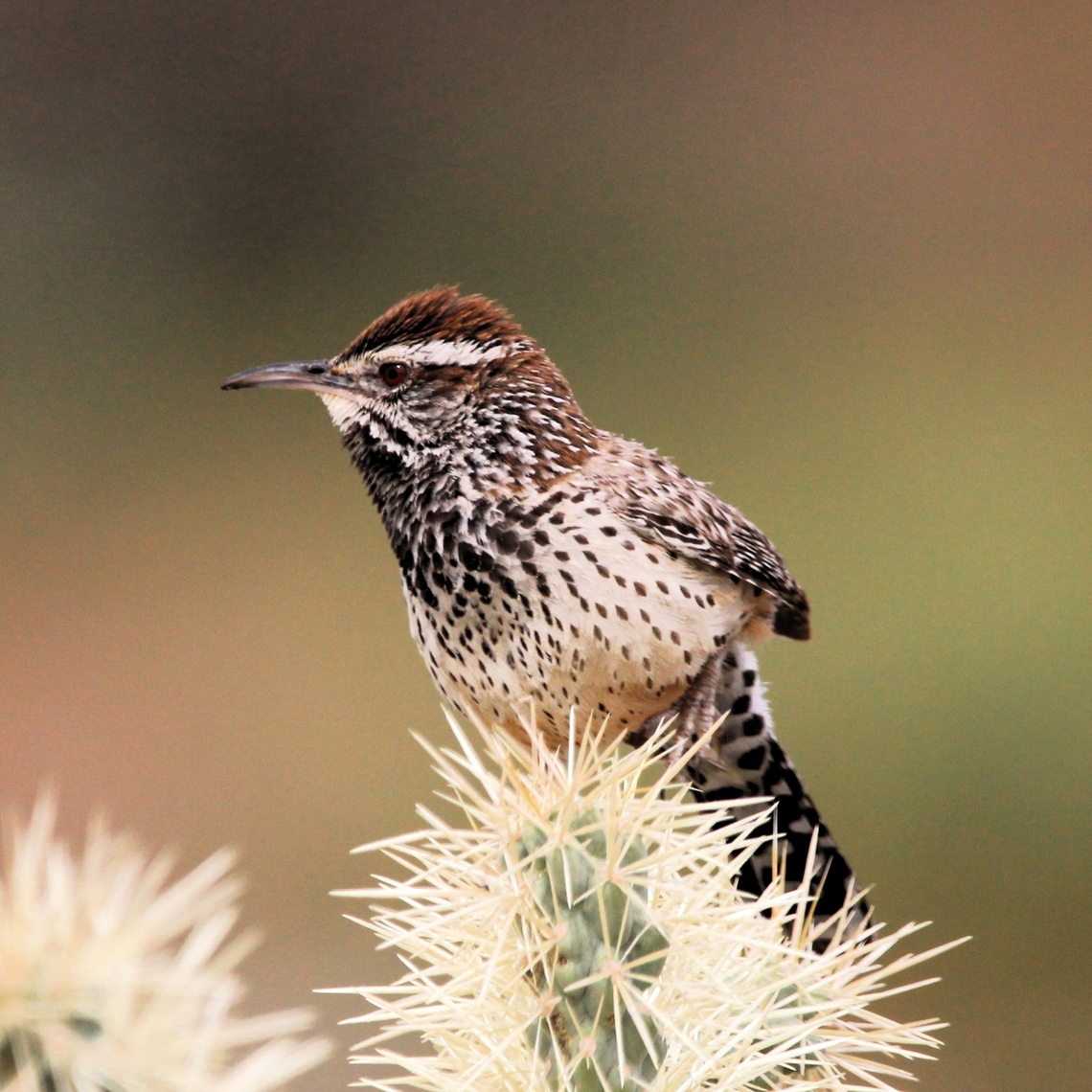Cactus Wren The cactus wren (Campylorhynchus brunneicapillus) is a species of wren that is endemic to the deserts of the southwestern United States and northern and central Mexico. It is the state bird of Arizona, and the largest wren in the United States. Cactus wren,Campylorhynchus brunneicapillus,Geotagged,United States