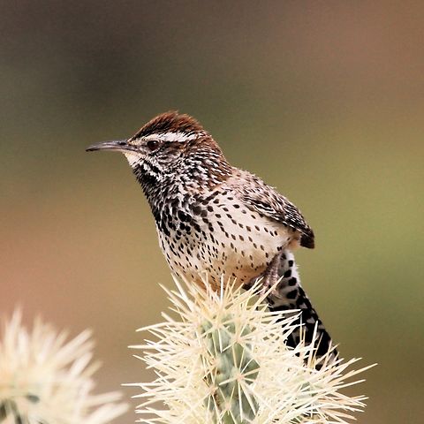 Cactus Wren The cactus wren (Campylorhynchus brunneicapillus) is a species of wren that is endemic to the deserts of the southwestern United States and northern and central Mexico. It is the state bird of Arizona, and the largest wren in the United States. Cactus wren,Campylorhynchus brunneicapillus,Geotagged,United States