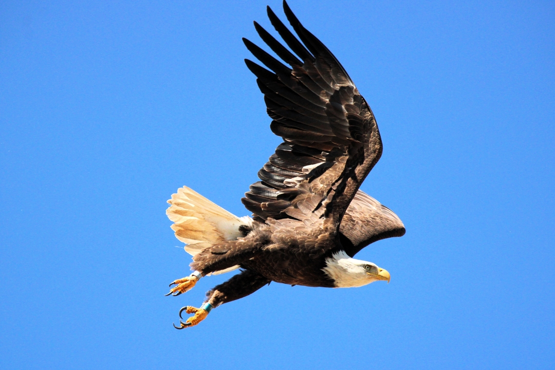 American Bald Eagle Bald eagles are not bald; the name derives from an older meaning of the word, &quot;white headed&quot;. Bald eagle,Geotagged,Haliaeetus leucocephalus,Spring,United States