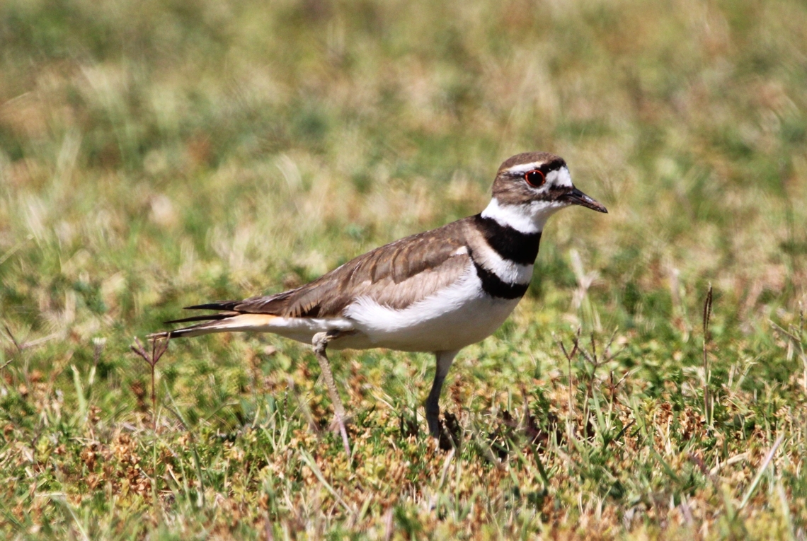 Killdeer The killdeer (Charadrius vociferus) is a large plover found in the Americas. It gets its name from its shrill, two-syllable call, which is often heard. Charadrius vociferus,Geotagged,Killdeer,Spring,United States