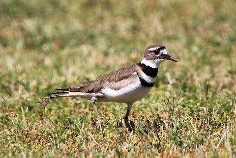 Killdeer The killdeer (Charadrius vociferus) is a large plover found in the Americas. It gets its name from its shrill, two-syllable call, which is often heard. Charadrius vociferus,Geotagged,Killdeer,Spring,United States
