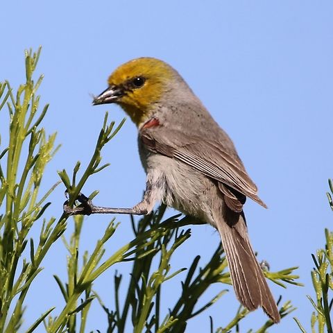 Verdin Look for the distinctive red dot on the shoulder. The verdin (Auriparus flaviceps) is a species of penduline tit. It is the only species in the genus Auriparus and the only representative of the old world family Remizidae to be found in North America. Auriparus flaviceps,Geotagged,United States,Verdin