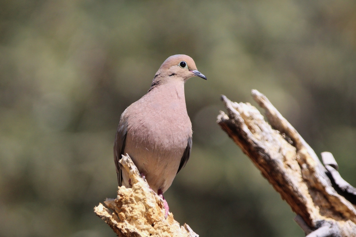 Mourning Dove Mourning Doves commonly build nests in hanging flower pots or other human-made structures. Geotagged,Mourning dove,Spring,United States,Zenaida macroura