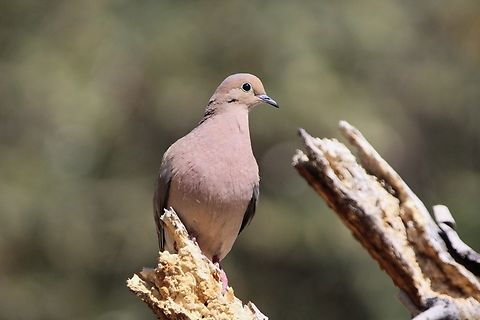Mourning Dove Mourning Doves commonly build nests in hanging flower pots or other human-made structures. Geotagged,Mourning dove,Spring,United States,Zenaida macroura
