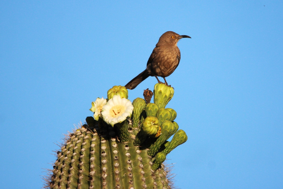 Curve-billed Thrasher The demeanor of the curve-billed has been described as "shy and rather wild", but it allows humans to view it closely. Curve-billed thrasher,Geotagged,Spring,Toxostoma curvirostre,United States