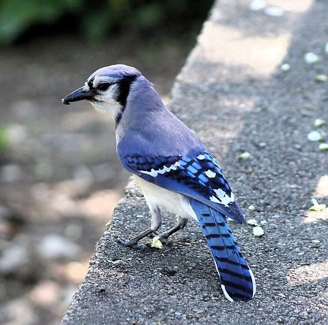 Blue jay The name jay derives from the bird's noisy, garrulous nature and has been applied to other birds of the same family, which are also mostly gregarious. Bluy Jay,Cyanocitta cristata,Geotagged,Spring,United States