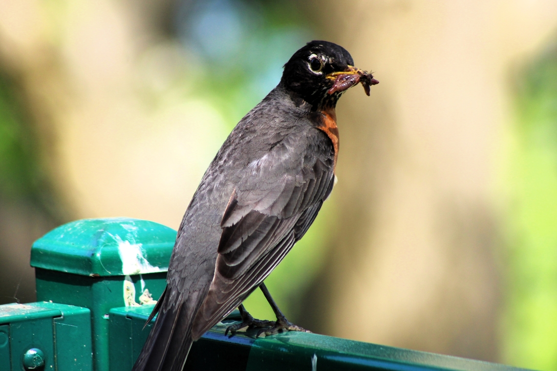 American Robin For centuries, this tiny bird has been the symbol of good luck, happiness, rebirth - and sometimes even as a messenger for lost, loved ones. There are tales stretching back to Norse mythology where the robin is the protector from storms and lightning. American Robin,Geotagged,Spring,Turdus migratorius,United States