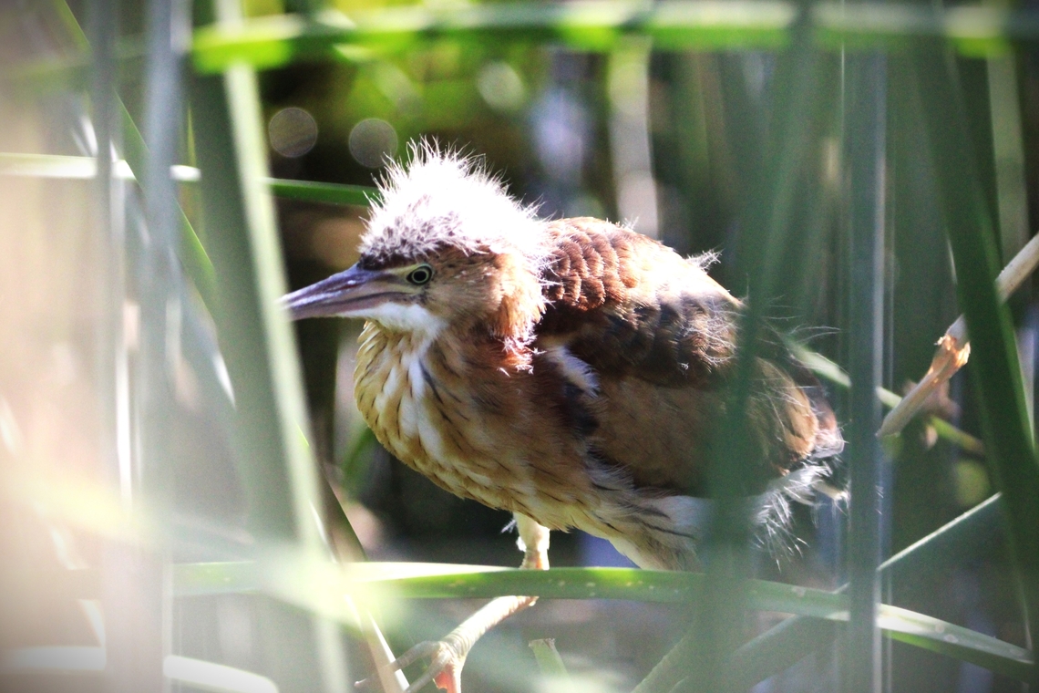 Least Bittern Least Bitterns nest in freshwater and brackish marshes with tall aquatic vegetation such as cattails and other reeds and rushes, preferentially in places interspersed with patches of open water and small stands of woody vegetation. Geotagged,Ixobrychus exilis,Least bittern,Spring,United States