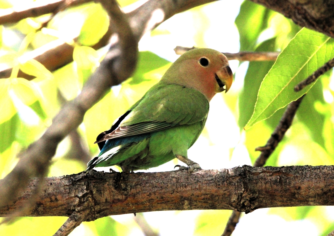 Peach Faced Lovebird  Agapornis roseicollis,Geotagged,Rosy-faced lovebird,Spring,United States