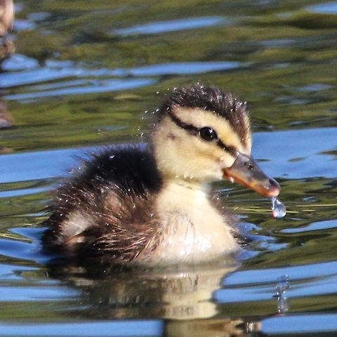Mallard Duckling Mallard ducklings have dark chocolate brown and yellow markings with a dark line through their eye. Anas platyrhynchos,Geotagged,Mallard,United States