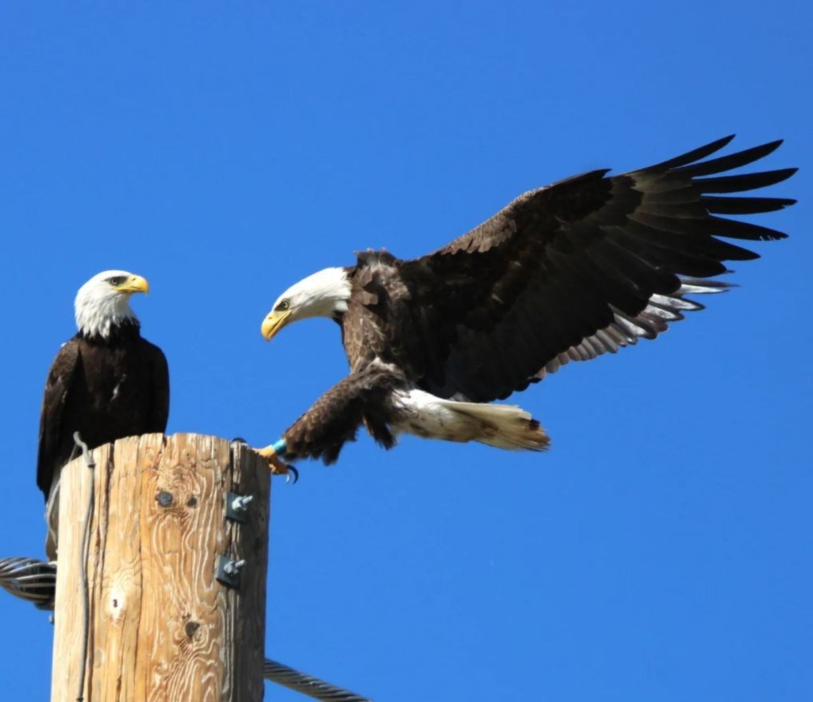 National American Eagle Day June 20 is the day for raising awareness for protecting the Bald Eagle. The day encourages the recovery of their natural environments while providing educational outreach. Bald eagle,Geotagged,Haliaeetus leucocephalus,United States