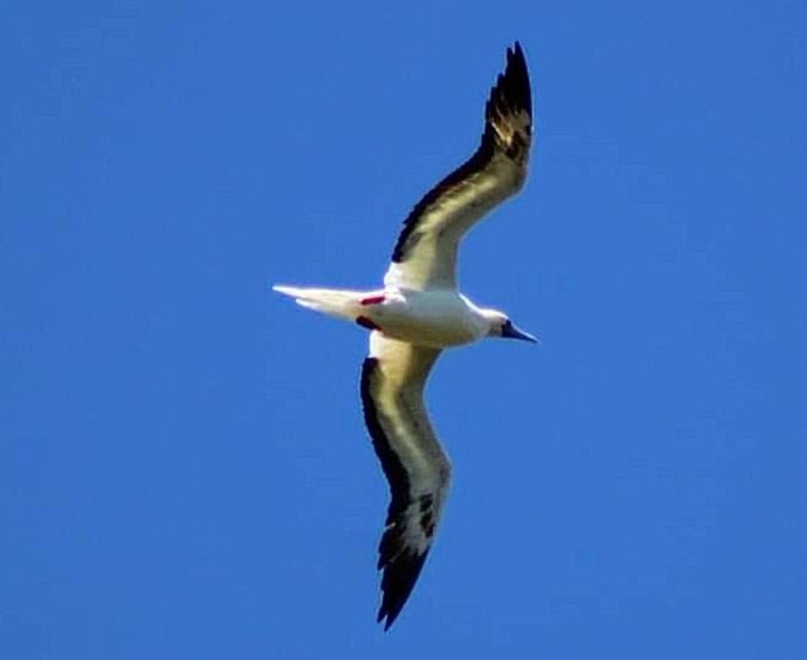 Red-Footed Booby The red-footed booby is a large seabird of the booby family, Sulidae. Adults always have red feet, but the colour of the plumage varies. They are agile flyers but clumsy at takeoffs and landings. Geotagged,Red-footed booby,Sula sula,United States