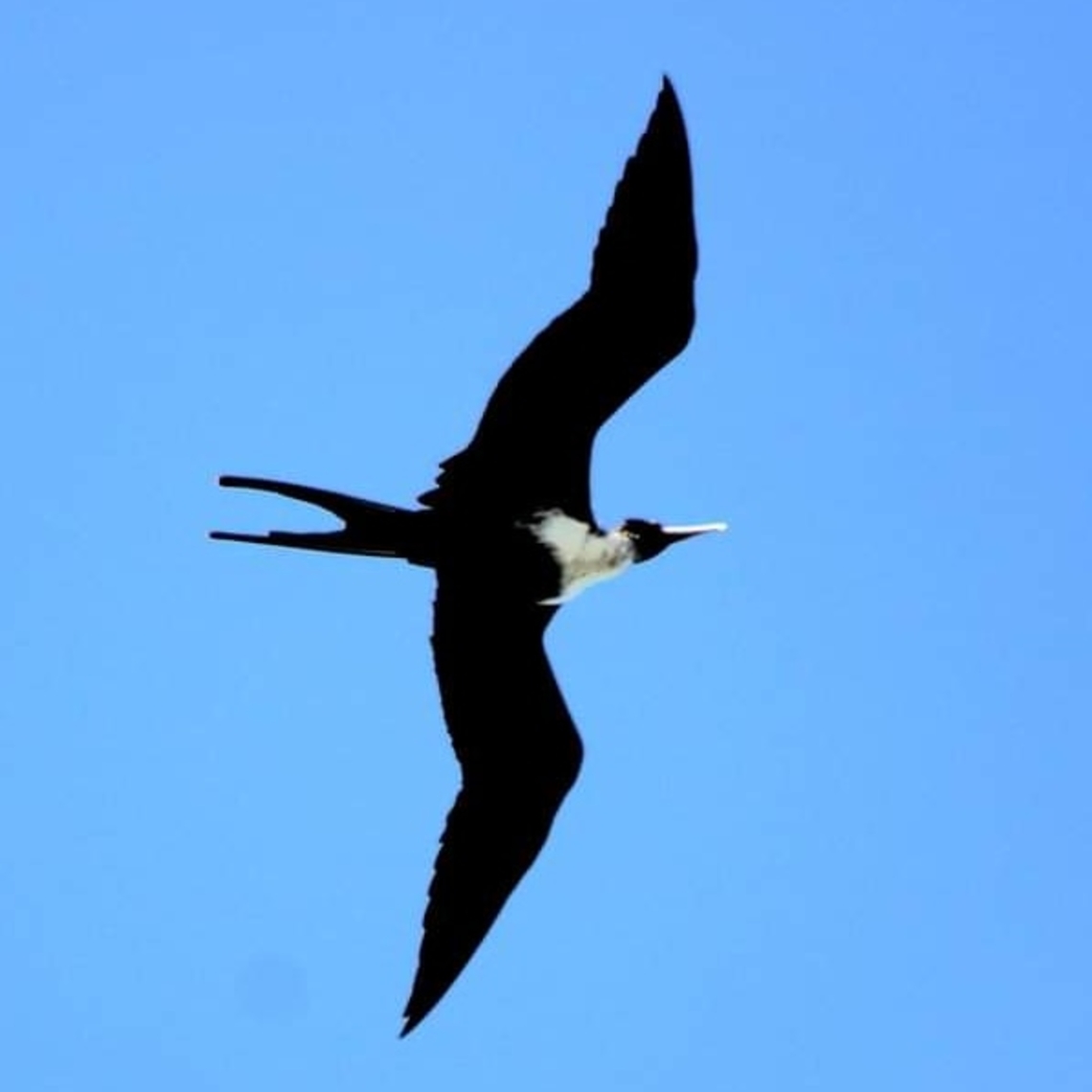 Frigatebird  Fregata ariel,Geotagged,Lesser frigatebird,United States
