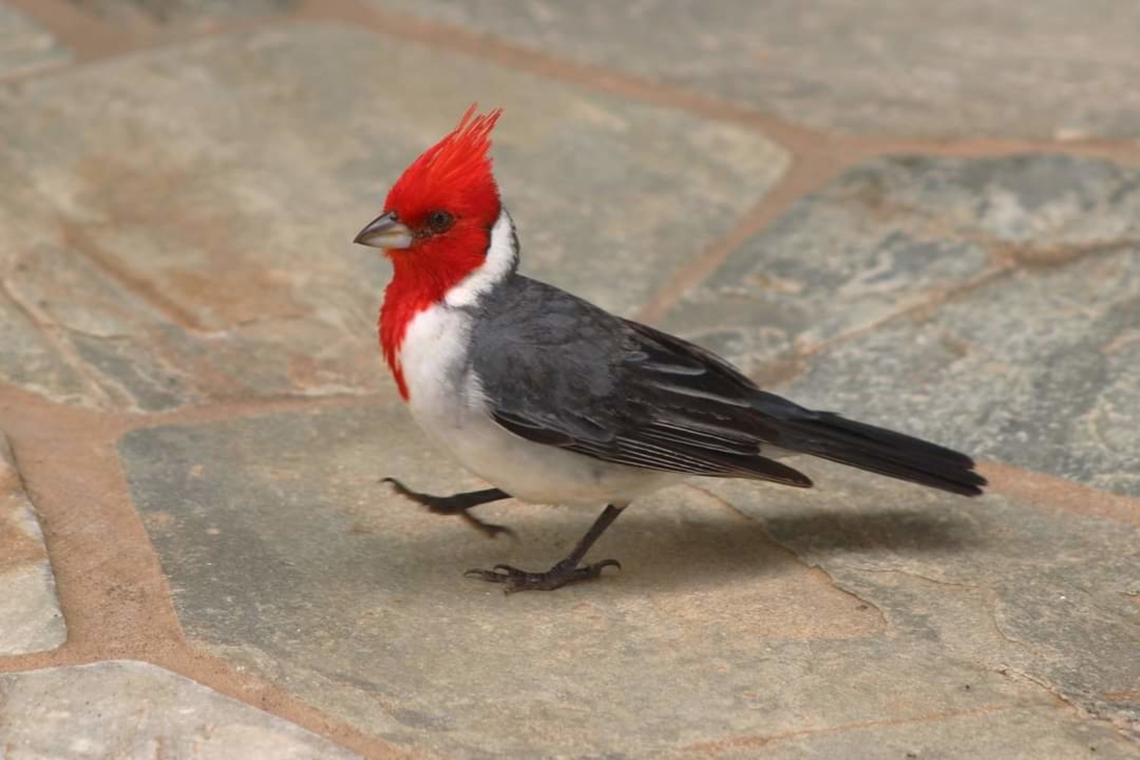 Red-Crested Cardinal In Kauai.<br />
The Red-crested Cardinal is a bird species in the tanager family . It was formerly placed in the Emberizidae, and notwithstanding its common name, it is not very closely related to the true cardinals . Geotagged,Paroaria coronata,Red-crested Cardinal,United States