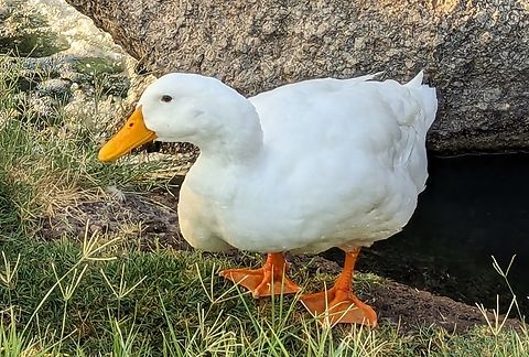 Domestic duck Most varieties of domesticated ducks, apart from the Muscovy duck and hybrids, are descended from the mallard, which was domesticated in China around 2000 BC.
In culture, ducks feature in children's stories such as The Tale of Jemima Puddle-Duck, and in Sergei Prokofiev's musical composition Peter and the Wolf; they have appeared in art since the time of ancient Egypt, where they served as a fertility symbol.
 Anas platyrhynchos domesticus,Domestic mallard,Geotagged,Summer,United States