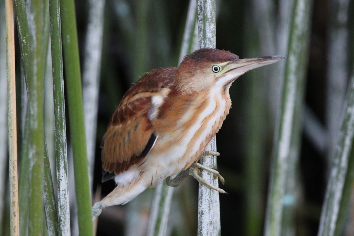 Least Bittern Least Bitterns are very small herons. They have long legs and toes, daggerlike bills, and long necks that they often keep drawn in, giving a hunched appearance.  Geotagged,Ixobrychus exilis,Least bittern,Summer,United States