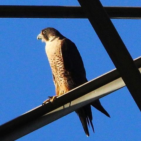 Peregrine Falcon The peregrine falcon, also known as the peregrine, and historically as the duck hawk in North America, is a cosmopolitan bird of prey in the family Falconidae. Falco peregrinus,Geotagged,Peregrine falcon,United States